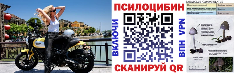 Галлюциногенные грибы Psilocybe  ОМГ ОМГ сайт  Нововоронеж 